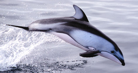 Pacific White Sided Dolphin leaping