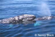 Two Gray Whales, photo by Nancy Black