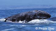Gray Whale calf on mother, photo by Peggy Stap