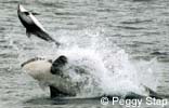 Killer Whale attacking Pacific White-sided Dolphin, photo by Peggy Stap