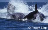 Killer Whale Attacking Gray Whale, photo by Peggy Stap