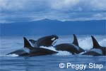 Killer Whales on the chase, photo by Peggy Stap