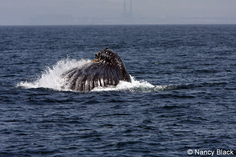 Monterey Bay Whale Watch -- Photo of Humpback Whale Feeding