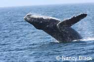 Humpback Whale breaching, photo by Nancy Black