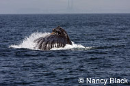 Humpback Whales feeding, photo by Nancy Black