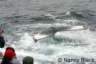 Humpback Whale close to boat, photo by Nancy Black