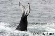 Humpback Whale tail slapping, photo by Nancy Black