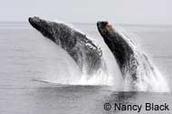 Two Humpback Whales breaching, photo by Nancy Black