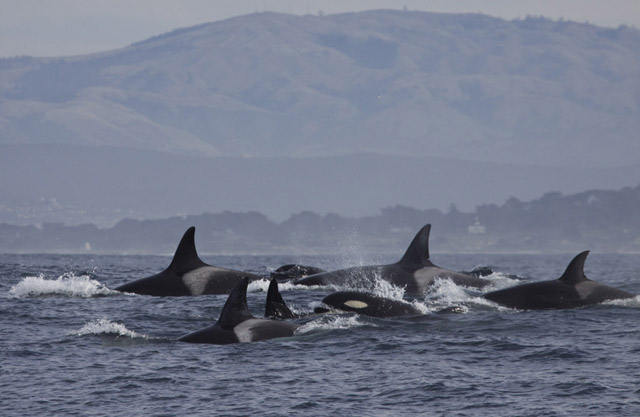 Monterey Bay Whale Watch -- Pod Of Killer Whales, Photo By Daniel ...