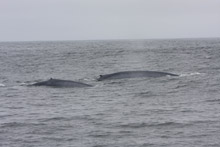 Blue whales, photo by Nancy Black