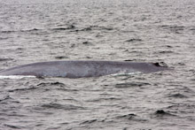 Blue Whale ID photo