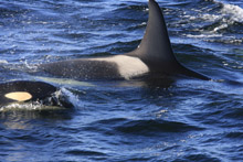 Killer Whale with Calf in Monterey Bay