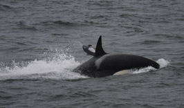 Killer Whale predation on Dall's Porpoise
