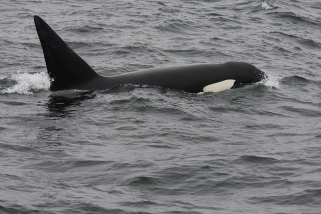 Killer Whale Predation on Dall's Porpoise