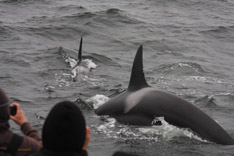 Killer Whale predation on Dall's Porpoise