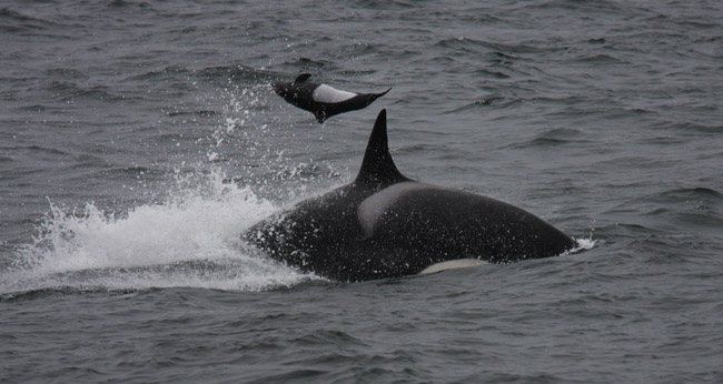Killer Whale Predation on Dall's Porpoise