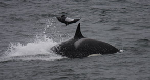 Click for photos of Killer Whale attacking Dall's Porpoise