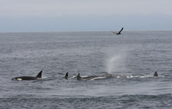 Killer Whale predation on Gray Whale Calf