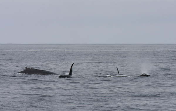 Monterey Bay Whale Watch - Killer whales attacking Gray Whale calf