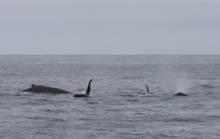 Killer whales attacking Gray Whale calf, Humpback present