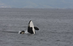 Killer whale spy hopping with Killer whale calf