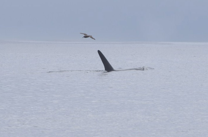 Albatross following offshore Killer Whale