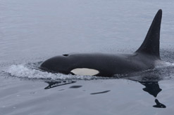 Bull offshore orca