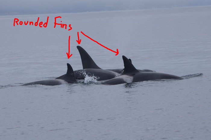 Offshore Killer Whales, with rounded dorsal fins