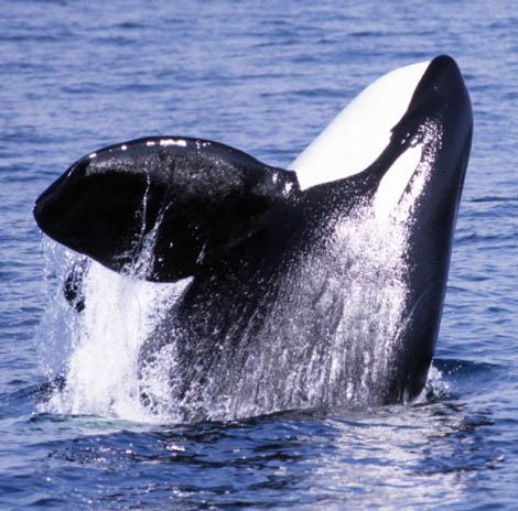 Monterey Bay Whale Watch -- Killer whale breaching