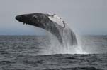 Humpback Whale breaching, photo by Jim Scarff