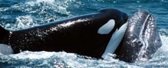 Killer Whale attacking Gray Whale calf, photo by Nancy Black