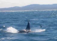 Resident Killer Whale L71, photo by David Moore