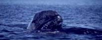 Gray whale calf photo by Nancy Black