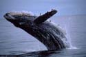 Click to see large Humpback Whale Photo