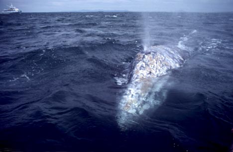 Gray Whale photo by Grace Atkins (33K)