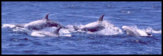 Risso's Dolphins, Slide No. ps003123-03