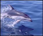 Pacific White-sided Dolphin photo by Peggy Stap