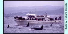 Orcas Entertaining Whale Watchers (16K)