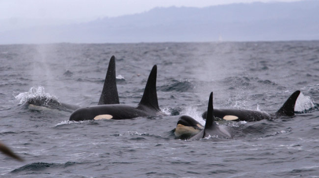 Southern Resident Killer Whales in Monterey Bay