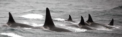 Southern Resident Killer Whales in Monterey Bay