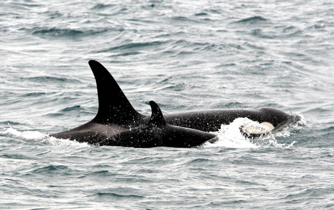 Monterey Bay Whale Watch - Southern Resident Killer Whales