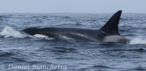 Adult female Killer Whale, photo by Daniel Bianchetta