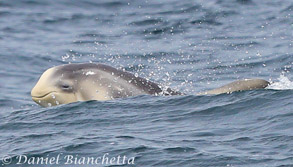 Baby Risso's Dolphin, photo by Daniel Bianchetta