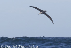Black-footed Albatross,  photo by Daniel Bianchetta