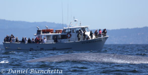 Blue Whale near Pt. Sur Clipper, photo by Daniel Bianchetta
