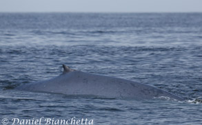 Blue Whale ID, photo by Daniel Bianchetta