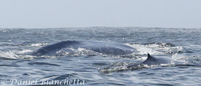 Blue Whale mother and calf, photo by Daniel Bianchetta