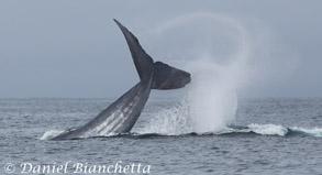 Blue Whale tail throw, photo by Daniel Bianchetta
