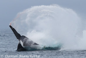 Blue Whale tail throw, photo by Daniel Bianchetta
