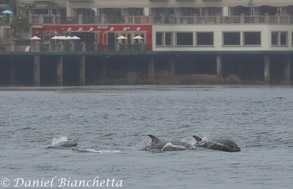 Bottlenose Dolphins near Cannery Row, photo by Daniel Bianchetta